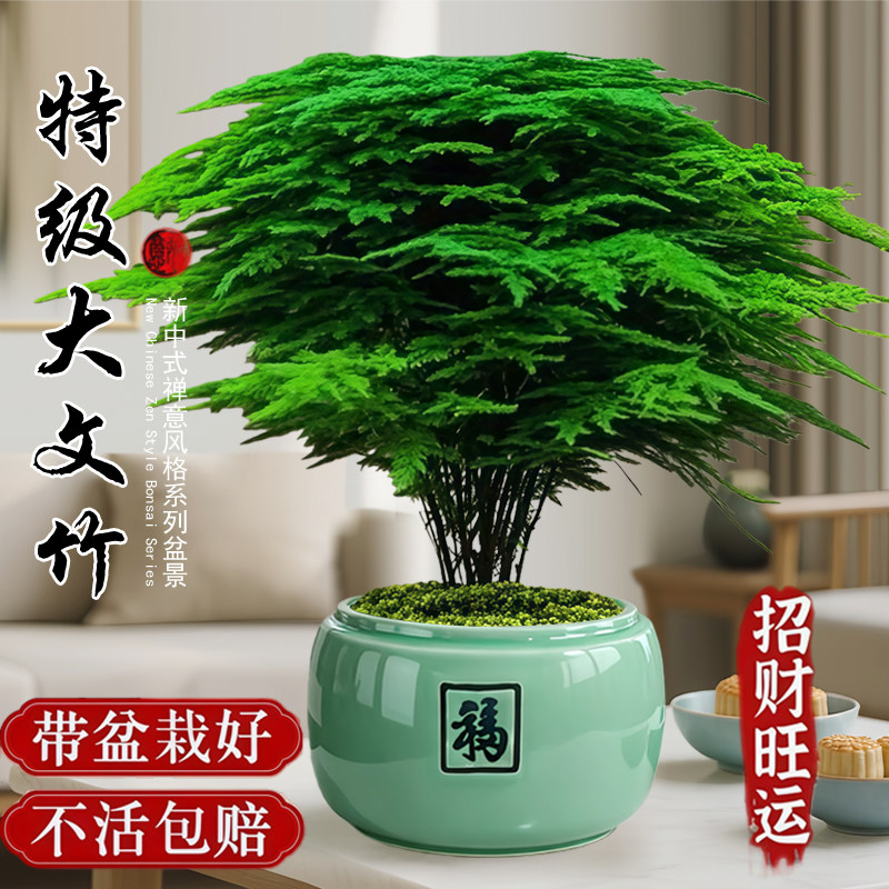 文竹盆栽招财旺宅桌面盆景办公室绿植室内客厅大花卉四季常青植物