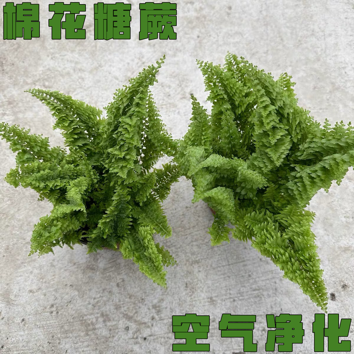 棉花糖蕨盆栽蕾丝蕨类植物净化空气绿植客厅办公室四季常青小植物