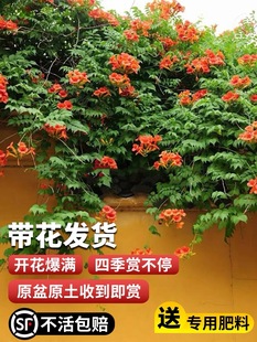 凌霄花苗四季开爬藤植物炮仗花凌霄树苗庭院阳台盆栽花卉攀援花