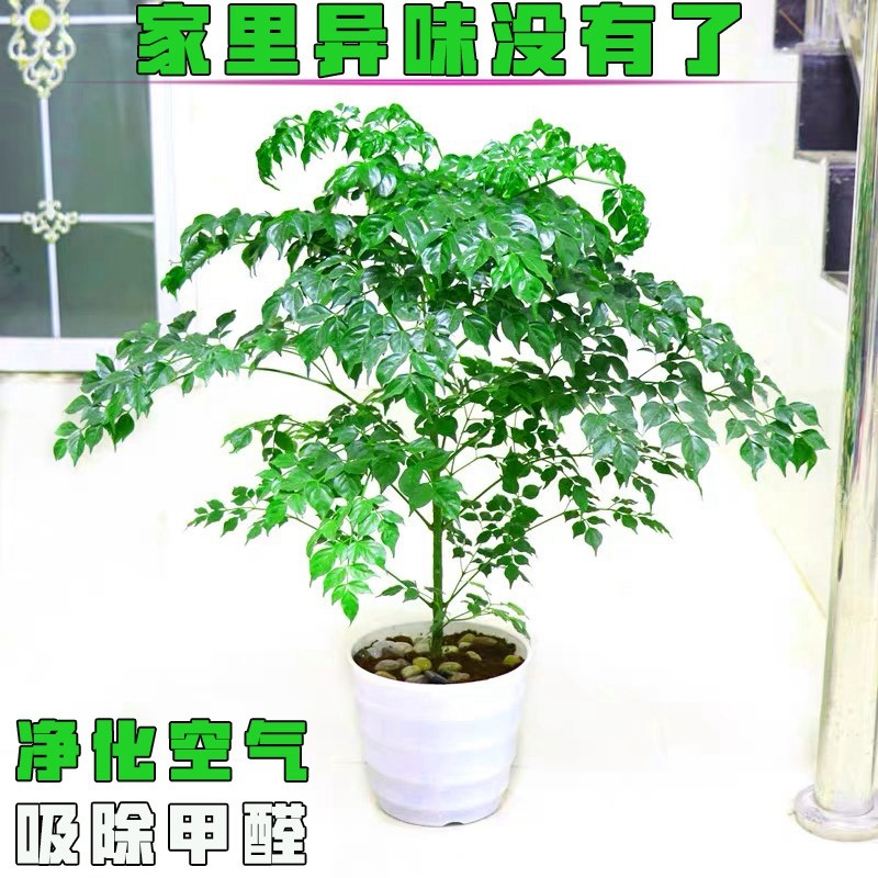 幸福树小盆栽桌面植物办公室客厅净化空气吸甲醛单杆绿植四季常青,鲜花速递/花卉仿真/绿植园艺,绿植,淘宝优惠券,粉丝福利购,淘宝优惠卷