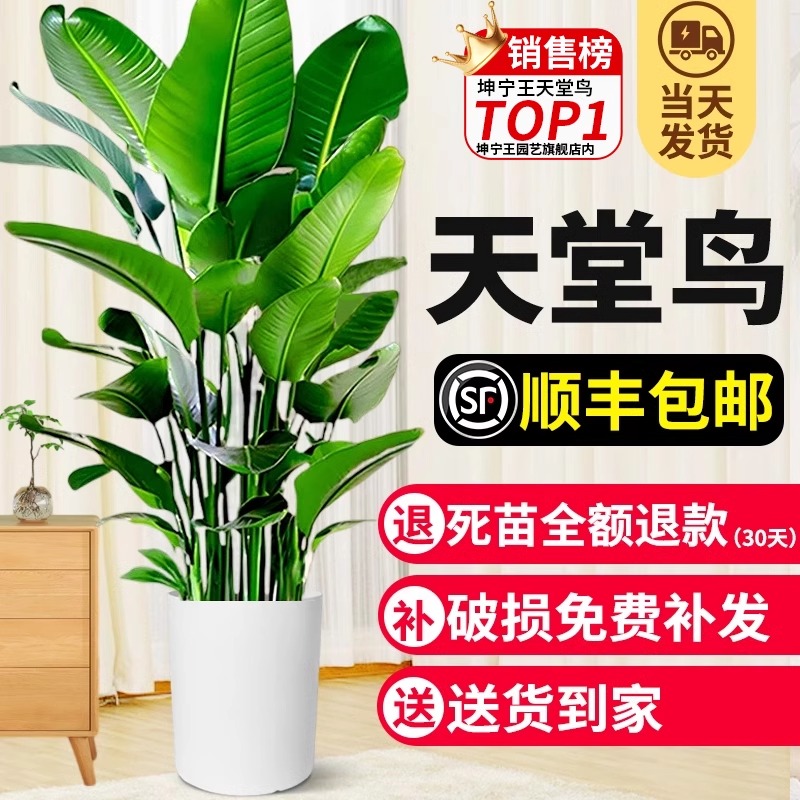 天堂鸟盆栽客厅室内大型绿植办公室真花卉鹤望兰轻奢观赏绿色植物