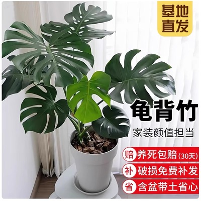 龟背竹盆栽大叶老桩土水培植物办公室客厅大盆栽净化空气耐阴好养