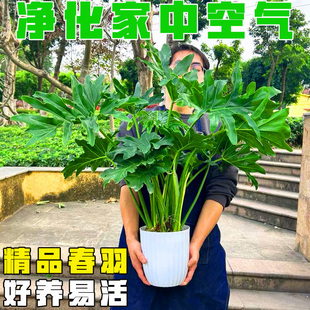 春羽盆栽大叶龙鳞春雨大绿植办公室客厅净化空气水培植物四季常青
