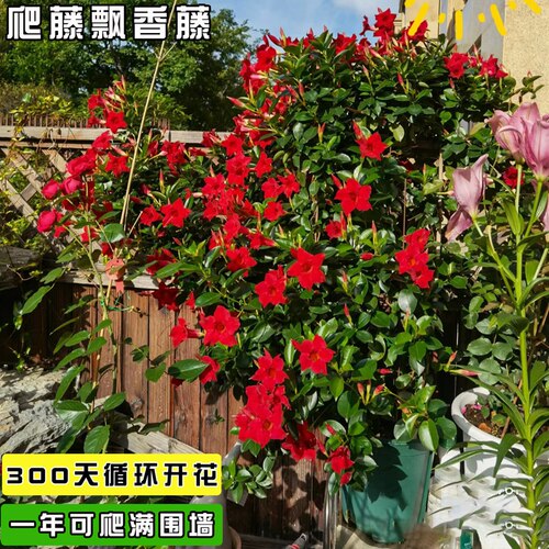 四季开飘香藤盆栽爬藤植物垂吊花卉室内外庭院攀援植物法国香水
