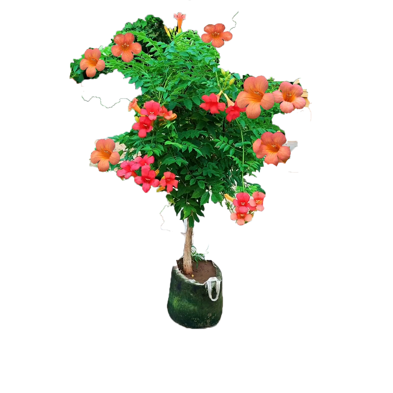 凌霄花苗四季开爬藤植物炮仗花凌霄树苗庭院阳台盆栽花卉攀援花