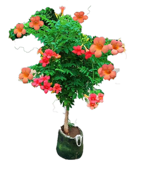 凌霄花苗四季开爬藤植物炮仗花凌霄树苗庭院阳台盆栽花卉攀援花