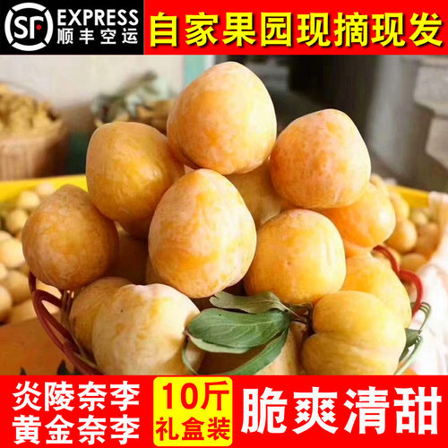 现摘炎陵黄桃当季水果黄金奈李