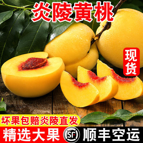 正宗湖南炎陵黄桃高山锦绣大桃子香甜现摘新鲜水果顺丰产地直发