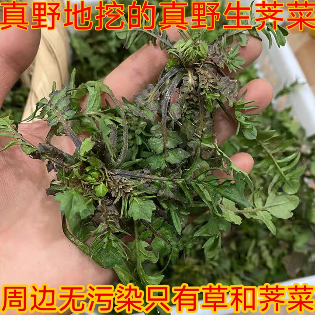 真正野生荠荠菜新鲜现挖农村天然野菜地菜齐菜饺子包子馅芥菜山东