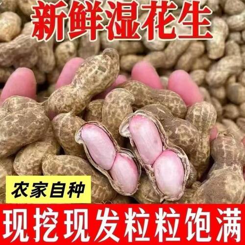 山东新鲜湿花生农家自种鲜花生可水煮花生泥壳粉皮嫩花生现挖现发