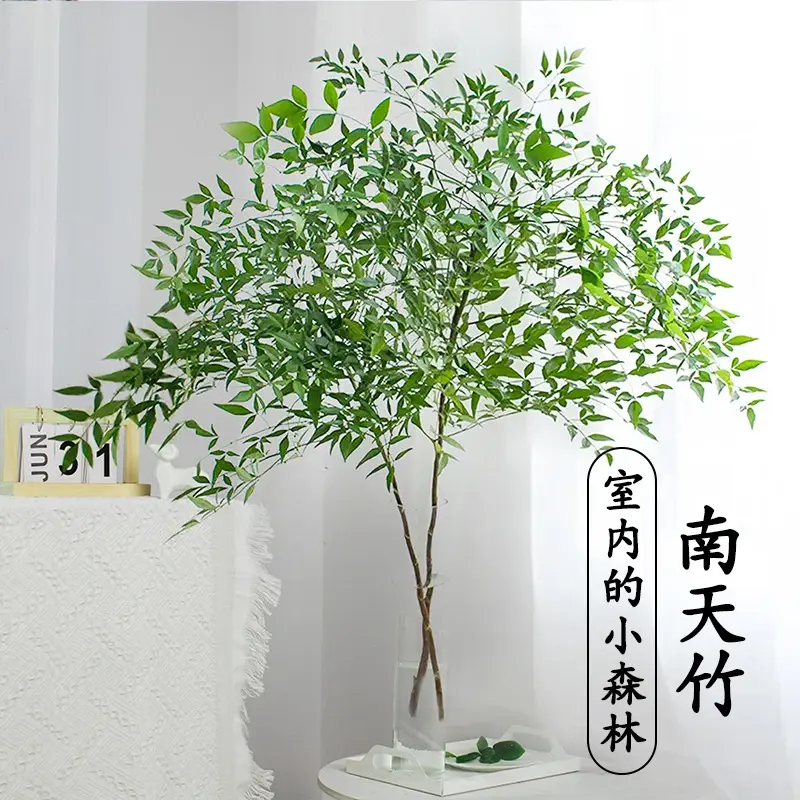 南天竹水培绿植火焰红水养盆栽室内花卉鲜切枝吊钟马醉木平替植物