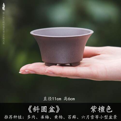 多肉花盆掌中宝菖蒲盆植物小桩