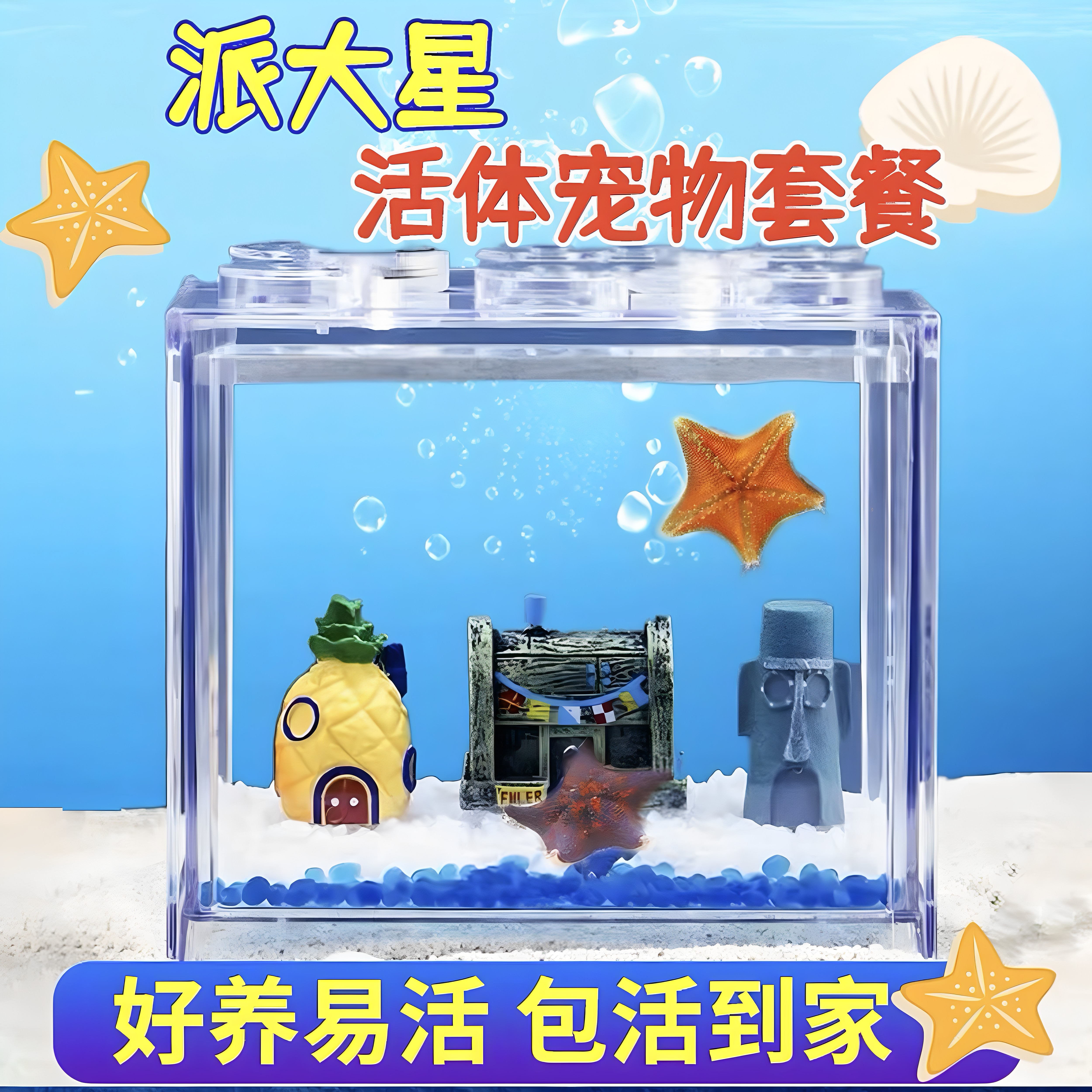 【海星饲养套餐】海燕海星宠物活体迷你海洋生物派大星小朋友礼物