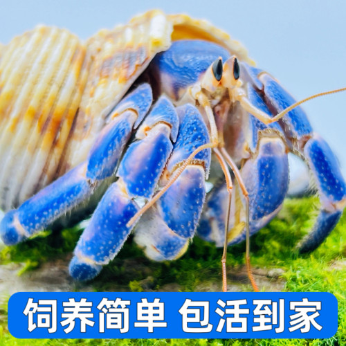 宠物陆生寄居蟹好养易活观赏蟹