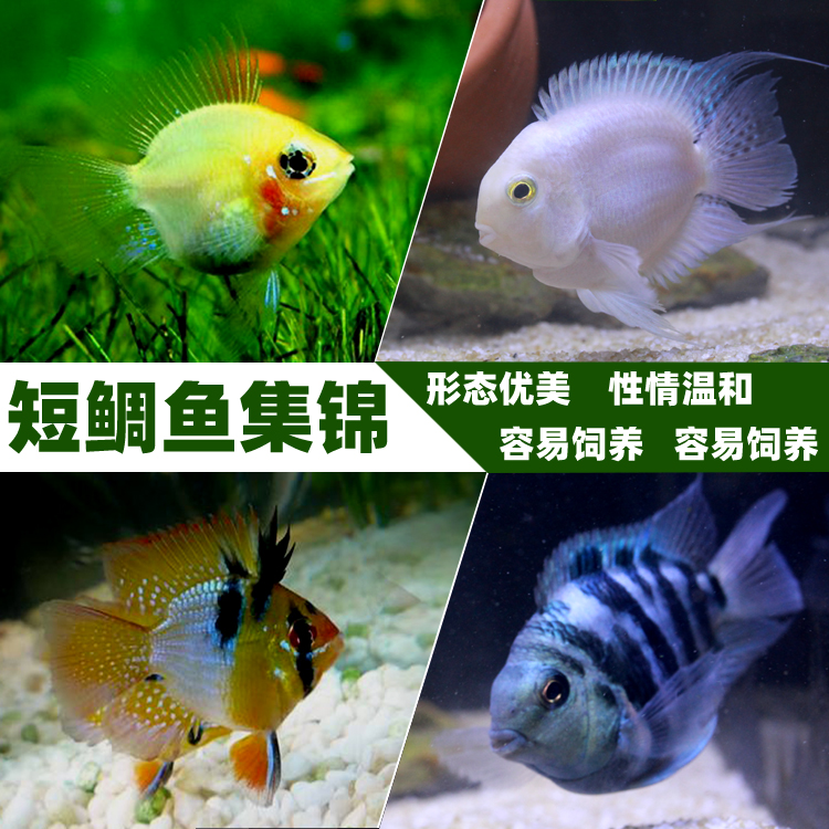 迷你鹦鹉观赏鱼小型鱼活体蓝金刚活体鱼宝蓝鹦鹉白化鹦鹉 包邮在类目 宠物/宠物食品及用品, 水族世界, 鱼中 - 来自Buy2taobao.com提供专业的淘宝代购服务