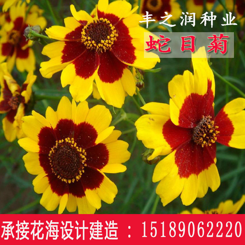 蛇目菊种子金钱菊孔雀菊花种籽子四季播种开花雪菊花籽耐寒耐贫瘠