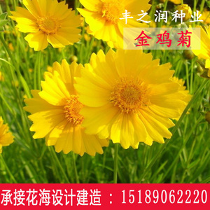 景观花海金鸡菊种子花期长四季