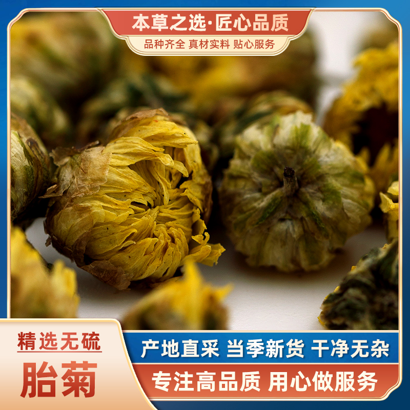 桐乡胎菊王头茬采摘正宗菊花