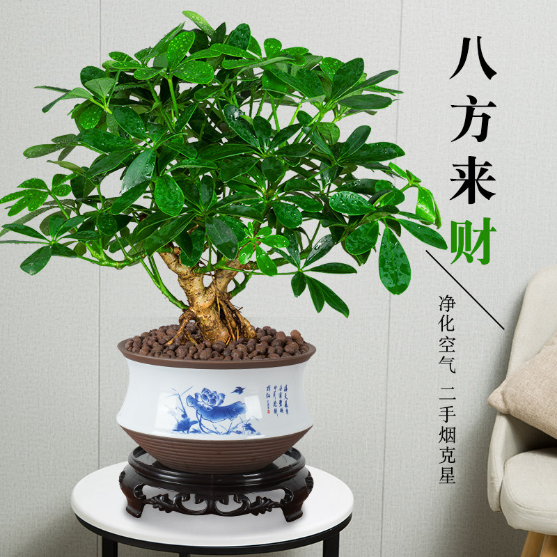 七叶莲盆栽生肖虎植物四季绿植室内客厅老桩盆景招财鸭脚木吸甲醛