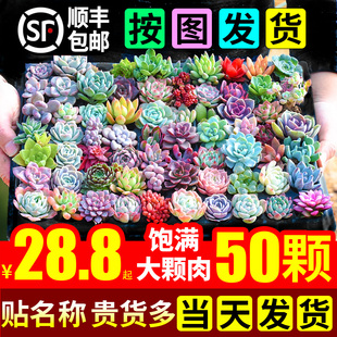 多肉植物套餐含带盆肉肉组合室内小盆栽精品玉露大颗好养花卉绿植