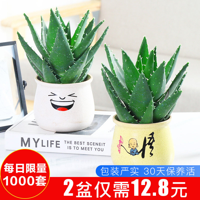 芦荟植物食用多少钱 芦荟植物食用优惠券免费领取 有条鱼
