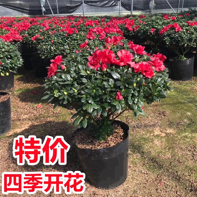 杜鹃花盆栽映山红苗四季开