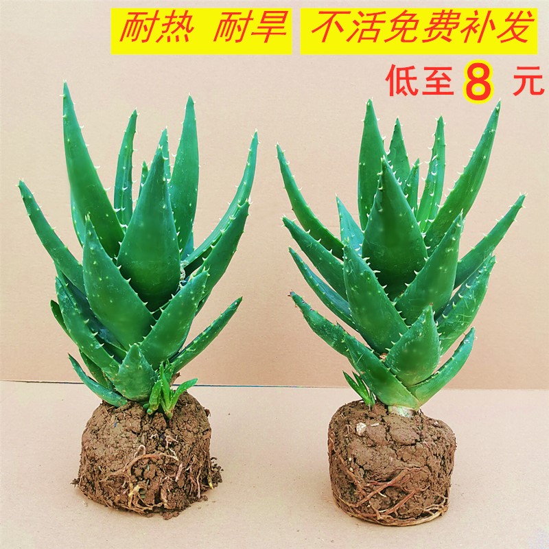 芦荟盆栽不夜城多肉植物耐