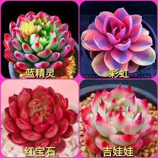 多肉植物室内小盆栽精品玉露大颗好养肉肉组合套餐大株花卉绿植