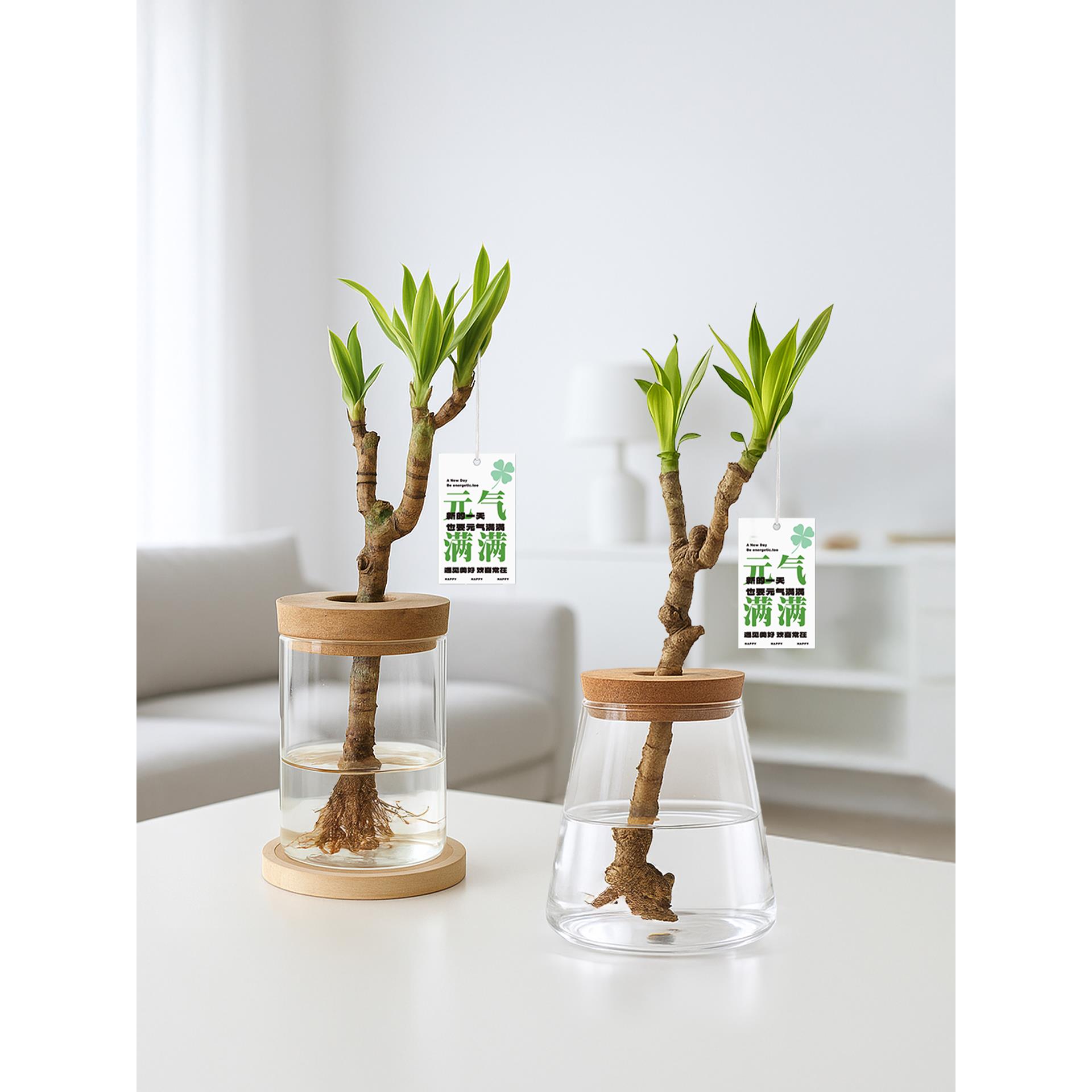 美人桩巴西铁水培养办公室