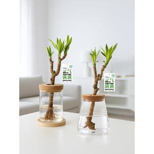 美人桩巴西铁水培水养办公室内好养绿植盆栽四季常青客厅桌面植物