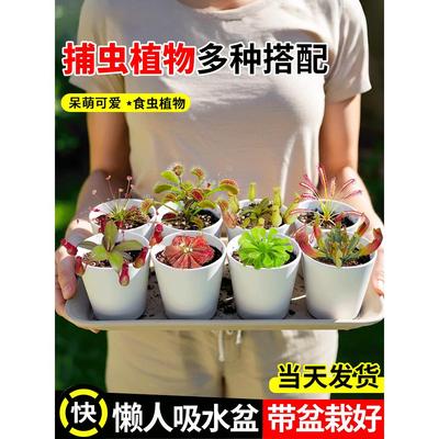 食虫植物捕蝇草懒人盆栽猪