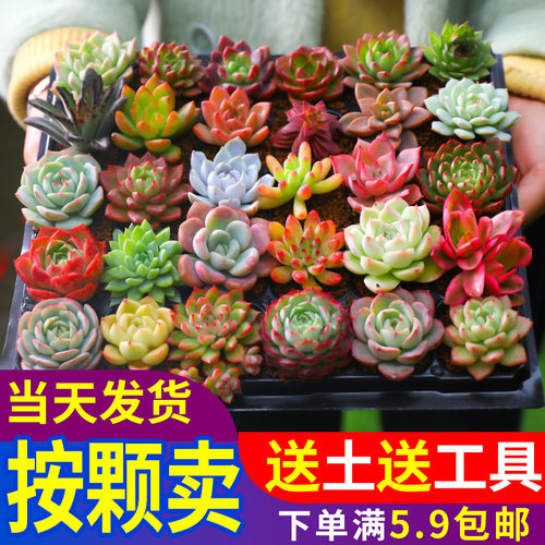 多肉植物组合室内小盆栽精