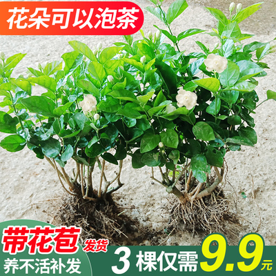 茉莉花盆栽白色绿植老桩四季