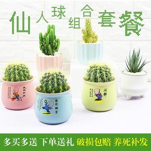仙人掌类防辐射仙人球套餐办公室内电脑桌面绿植物开花小盆栽多肉