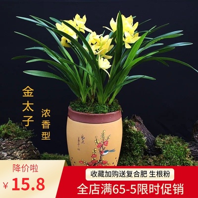 浓香型兰花苗大花蕙兰墨兰建兰花卉盆栽绿植室内植物盆景兰花盆栽