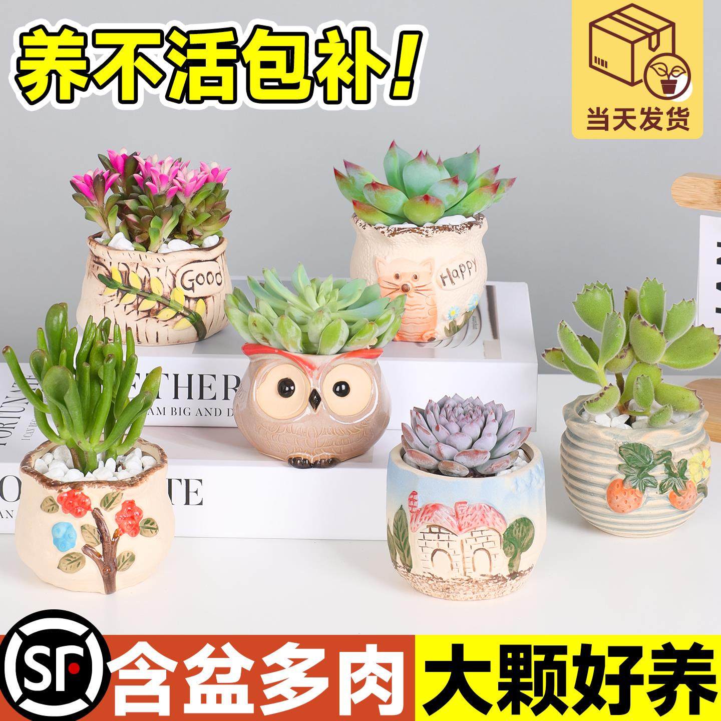 多肉植物组合室内小盆栽幼儿园摆件办公室桌面老桩大颗好养活绿植,鲜花速递/花卉仿真/绿植园艺,多肉植物,淘宝优惠券,粉丝福利购,淘宝优惠卷