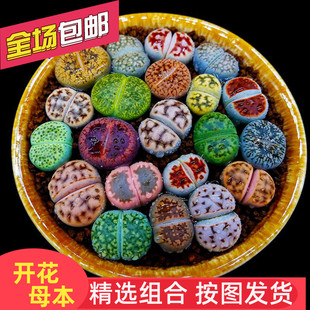 多肉植物生石花组合拼盘肉肉盆栽屁股花PP花屁屁花石生花番杏母本