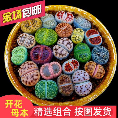 非常容易番杏科多肉植物生石