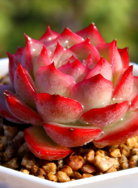 侧影 法兰西玫瑰 多肉植物 多头群生红色 含盆带盆土栽种好 多肉