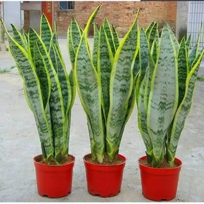 金边虎皮兰高矮品种植物室内大盆栽虎尾兰裸苗客厅水培白玉花卉苗