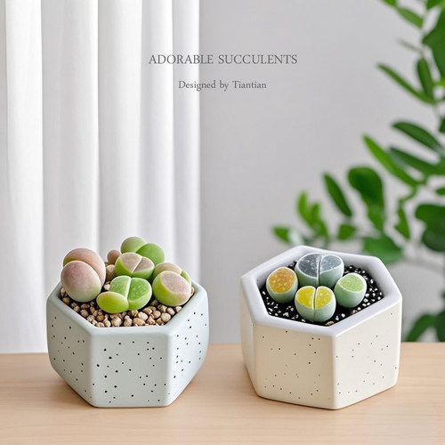 懒人多肉植物组合盆栽生石