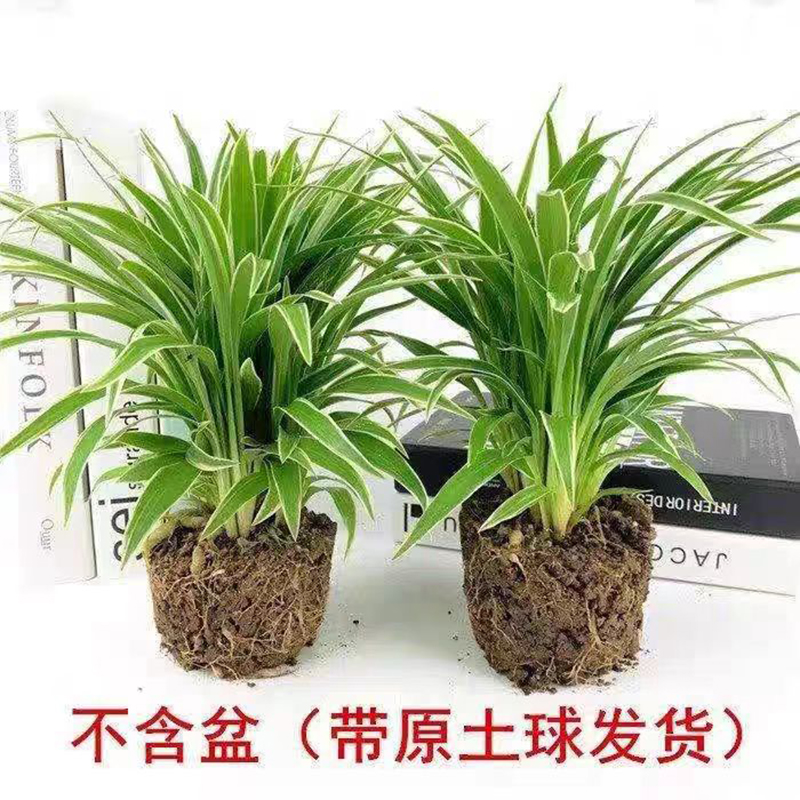 金边心吊兰盆栽室内阳台四