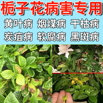 栀子花肥料专用肥浓缩营养液喜酸性叶子发黄黑斑病盆栽养护肥料药