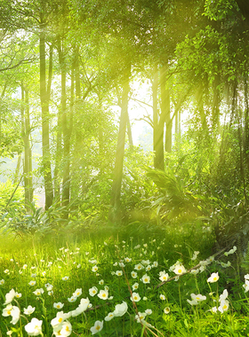 树木森林自然风景绿色护眼海报制作客厅房间装饰画贴画挂画3880C