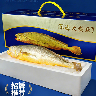 福建黄鱼礼盒野化大黄鱼黄花鱼海鲜水产鲜活黄鱼冷冻顺丰包邮送礼