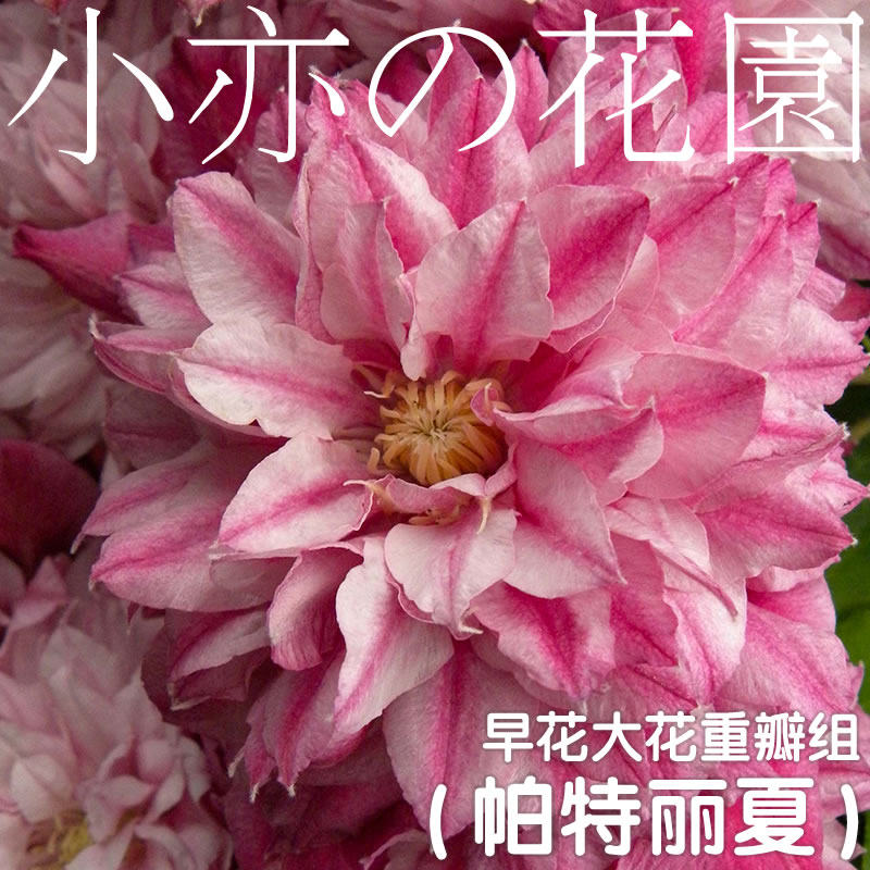铁线莲重瓣组约瑟芬皇帝多蓝水晶魔法喷泉蓝光円空琉璃蓝色风暴h