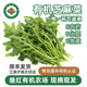 有机芝麻菜新鲜农家蔬菜配送新鲜净菜小叶鲜嫩 继红有机农场