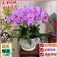 蝴蝶兰盆栽公司开业乔迁送礼物客厅领导长辈配送 天津本地同城
