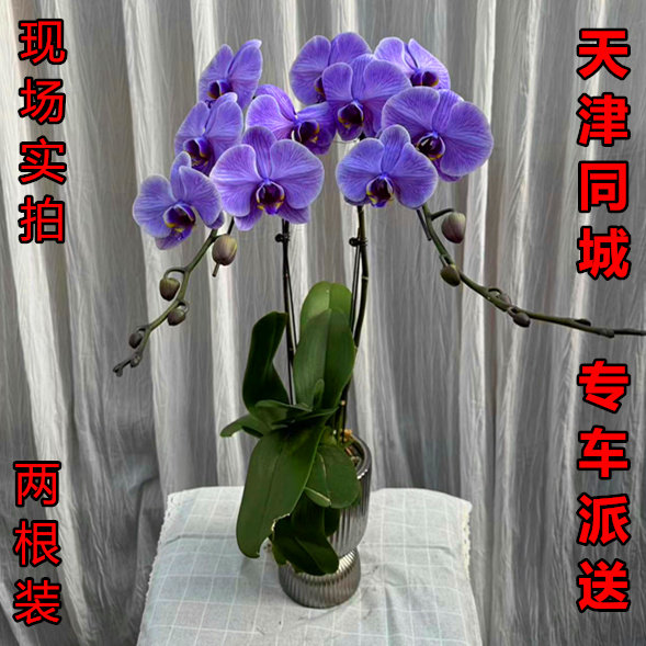 年宵花卉开花蝴蝶兰春节天津特级
