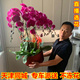 天津同城 特级蝴蝶兰盆栽办公室内客厅年宵花乔迁领导长辈礼物